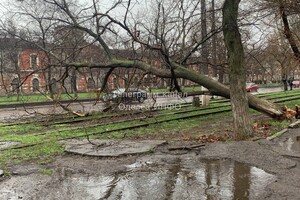 В Одессе начался древопад и остановились трамваи