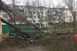 В Одессе начался древопад и остановились трамваи