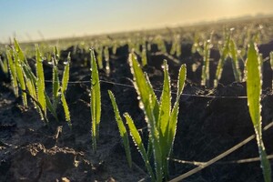 В Одесской области стартовала посевная 