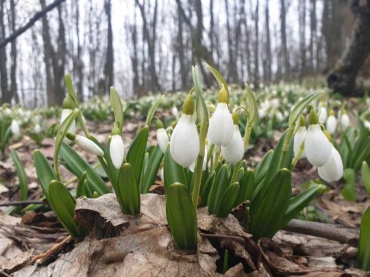 Можливе повернення снігопадів та двозначних морозів: синоптики розповіли про погоду у березні