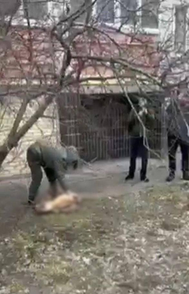 Страшна помста: під Києвом судитимуть чоловіка, який викинув собаку дружини з вікна багатоповерхівки