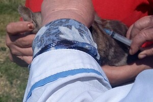 В селе Одесской области от бешенства прививают всех домашних животных