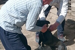 В селе Одесской области от бешенства прививают всех домашних животных
