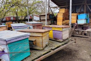 В Одесской области массово погибают пчелы