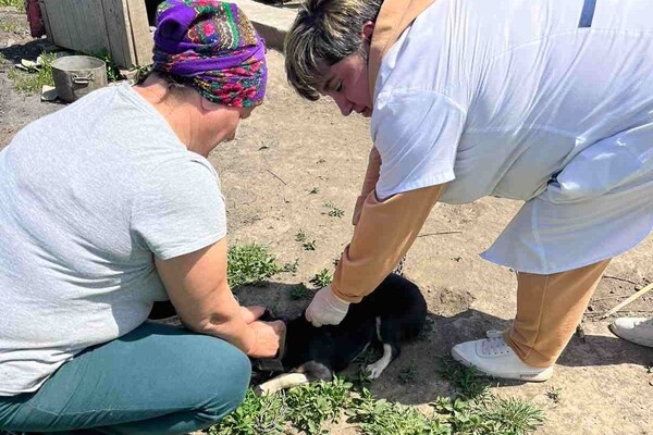 В селе Одесской области от бешенства прививают всех домашних животных