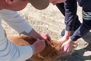 В селе Одесской области от бешенства прививают всех домашних животных