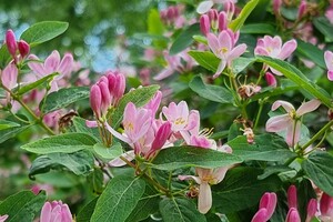 Цветение в Одесском ботсаду: смотри, как это красиво