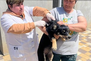 В селе Одесской области от бешенства прививают всех домашних животных