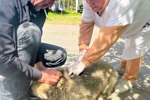 В селе Одесской области от бешенства прививают всех домашних животных