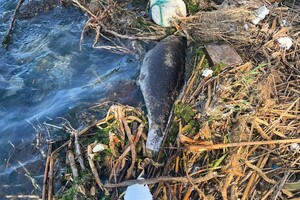 На пляже в Одессе вынесло труп дельфина