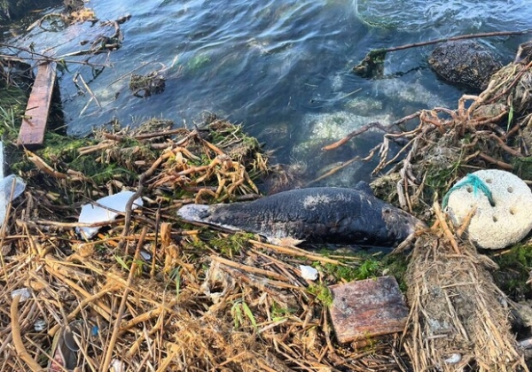 На пляже в Одессе вынесло труп дельфина