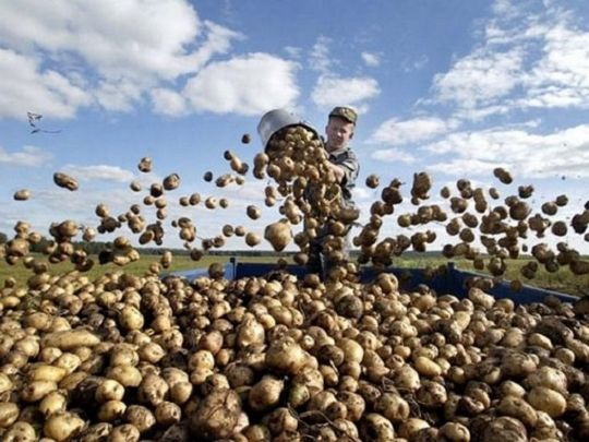 Збираємо картоплю: прості лайфхаки, щоб зрозуміти, що час збирати врожай