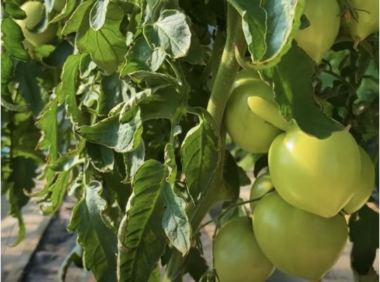 Скручується листя у томатів: аграрій розповів, як з цим боротися