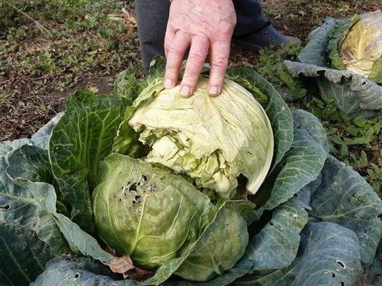 Чому тріскаються головки капусти: основні причини та&nbsp;способи профілактики