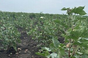 Получи ответ: будут ли выращивать хлопок для пороха в Одесской области и что показал эксперимент Получи ответ: будут ли выращивать хлопок для пороха в Одесской области и что показал эксперимент
