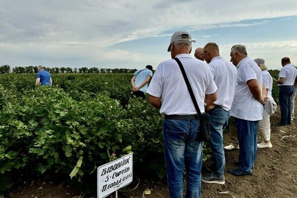 Получи ответ: будут ли выращивать хлопок для пороха в Одесской области и что показал эксперимент Получи ответ: будут ли выращивать хлопок для пороха в Одесской области и что показал эксперимент
