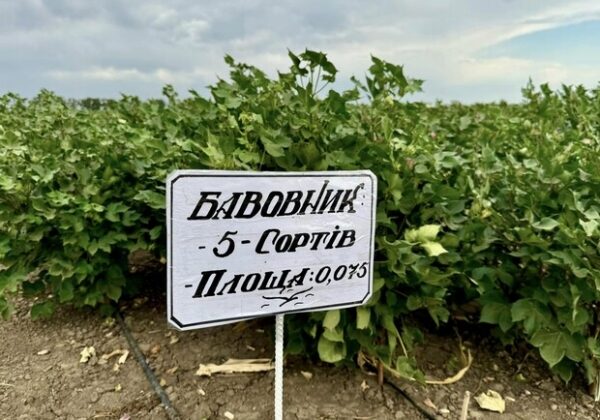 Получи ответ: будут ли выращивать хлопок для пороха в Одесской области и что показал эксперимент Получи ответ: будут ли выращивать хлопок для пороха в Одесской области и что показал эксперимент