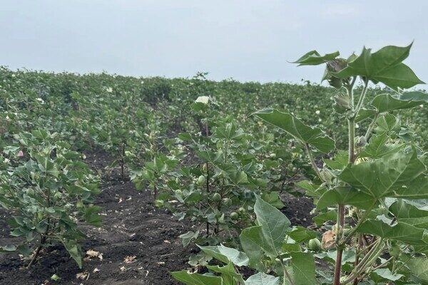 Получи ответ: будут ли выращивать хлопок для пороха в Одесской области и что показал эксперимент Получи ответ: будут ли выращивать хлопок для пороха в Одесской области и что показал эксперимент