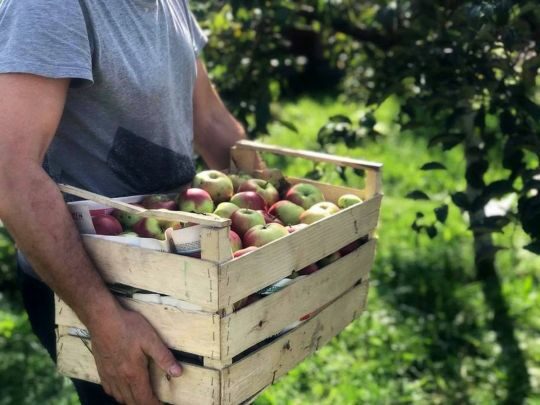 Як зберігати яблука на зиму: оптимальне місце та умови для найпопулярніших фруктів