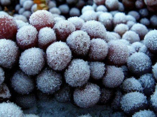 Є&nbsp;кілька секретів: як&nbsp;правильно заморожувати виноград