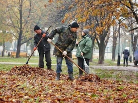 Чи&nbsp;все листя можна компостувати: деякі дерева створять проблеми