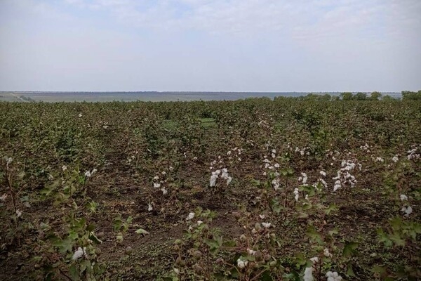 Эксперимент: одесские аграрии все-таки вырастили свой порох