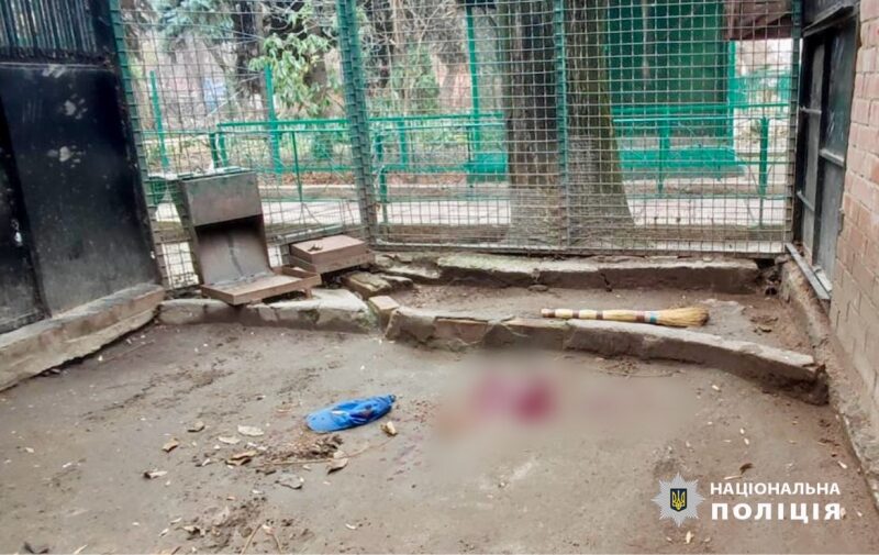 НП&nbsp;в&nbsp;Одеському зоопарку: поліція застрелила леопарда, який напав на&nbsp;працівників (фото)