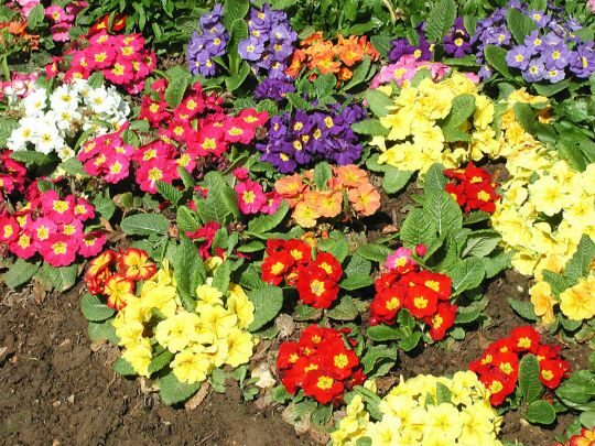 Квіти, які не&nbsp;бояться холоду: вони переживуть весняні заморозки