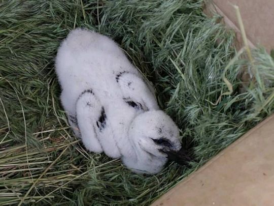 Катруся на раз ковтає маленьких курчат: дивовижна історія порятунку пташеняти, яке батько викинув з гнізда