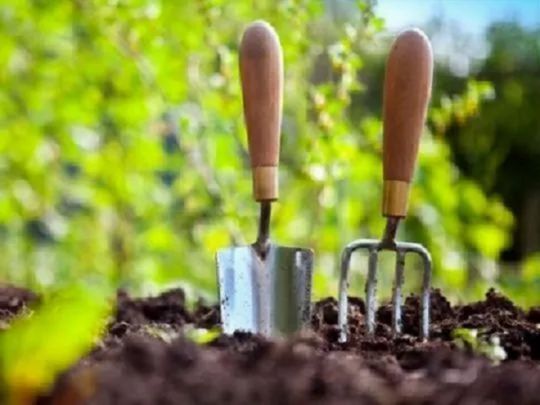 Урожай забезпечить Місяць: календар городника на червень-2025