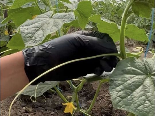 Обов'язково зробіть це&nbsp;з&nbsp;огірками на&nbsp;початку червня: поради досвідченої городниці
