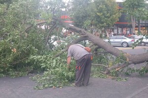 Деревопад, повреждение автомобилей и киоска: последствия ночного ненастья в Одессе
