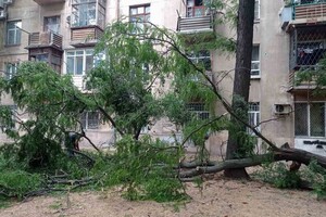 Деревопад, повреждение автомобилей и киоска: последствия ночного ненастья в Одессе