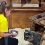 Содержание енота в контактном зоопарке в Одессе: что говорят экоинспекторы