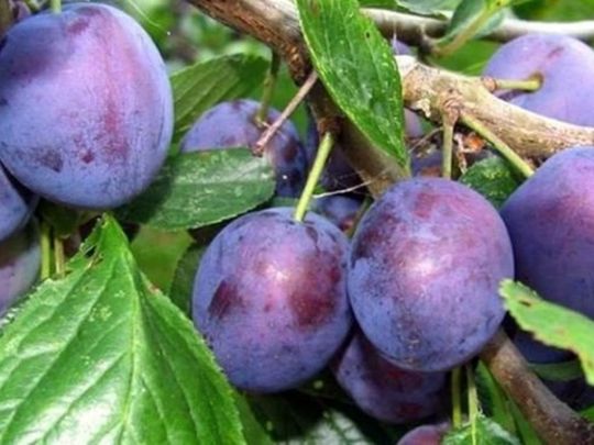 Як&nbsp;обрізати сливу в&nbsp;серпні, щоб не&nbsp;знищити дерево: поради садівникам