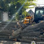 Вырубали дубы и акации без разрешения: в Одесской области будут судить двух мужчин, которые уничтожили лес более чем на полмиллиона гривен