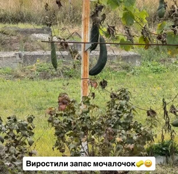 Виростили запас мочалок: популярна реперка вразила мережу