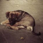 В Одесской области забросали камнями бездомную собаку: инцидент расследует полиция