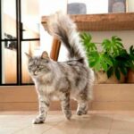 Purina ONE для котів: баланс науки та повсякденного харчування