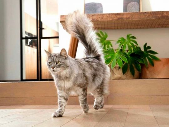 Purina ONE для котів: баланс науки та&nbsp;повсякденного харчування 